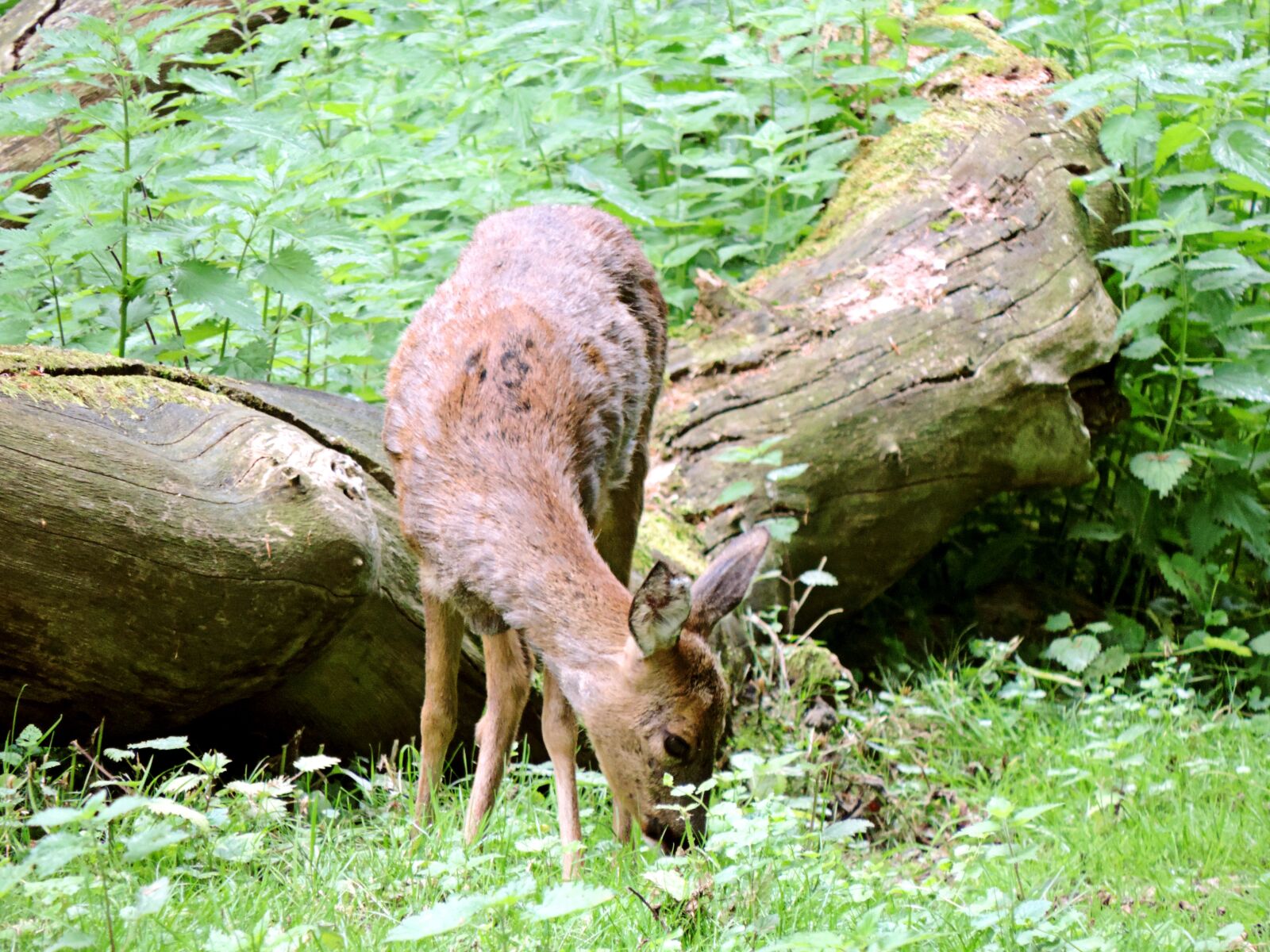 Nikon Coolpix P520 sample photo. Roe deer, paarhufer, mammal photography
