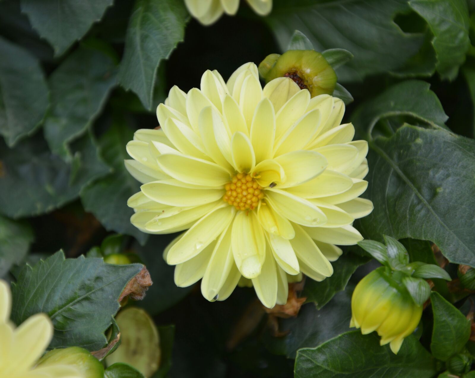 Nikon D5200 sample photo. Yellow flower, yellow petals photography