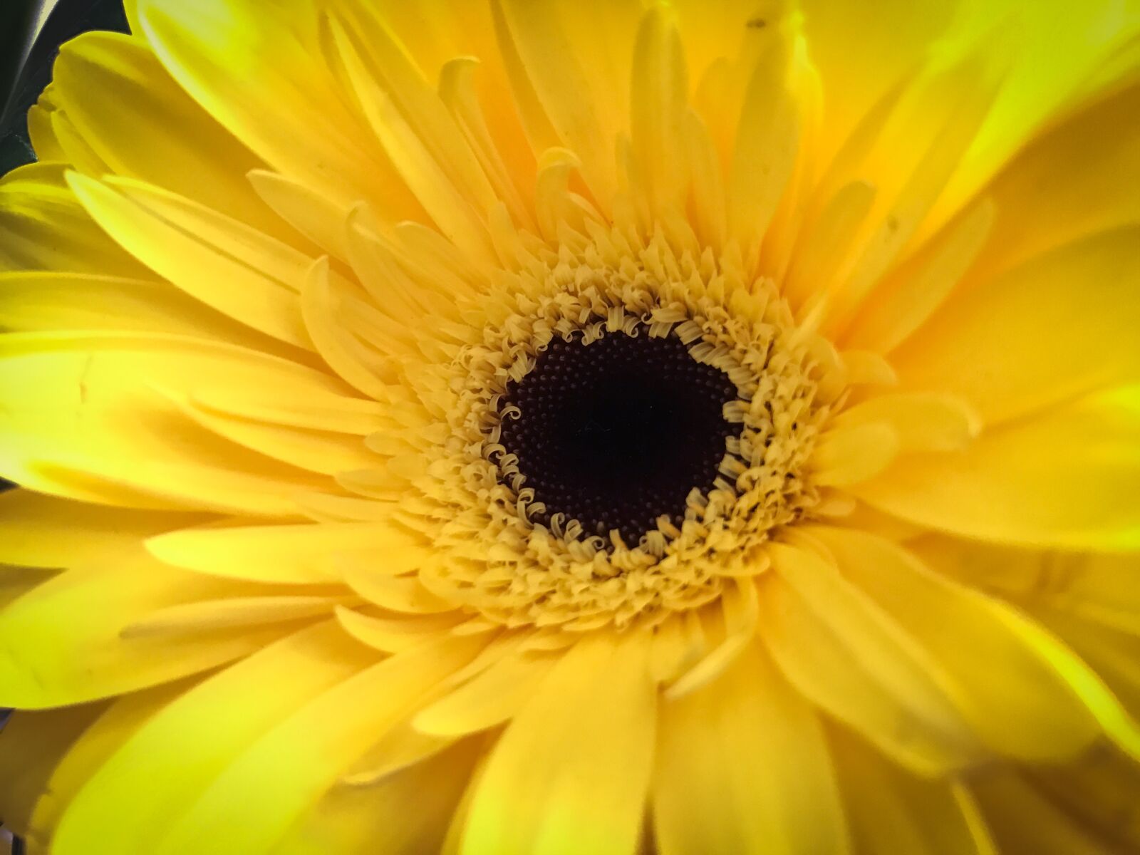 Apple iPhone 7 sample photo. Flower, yellow, spring photography