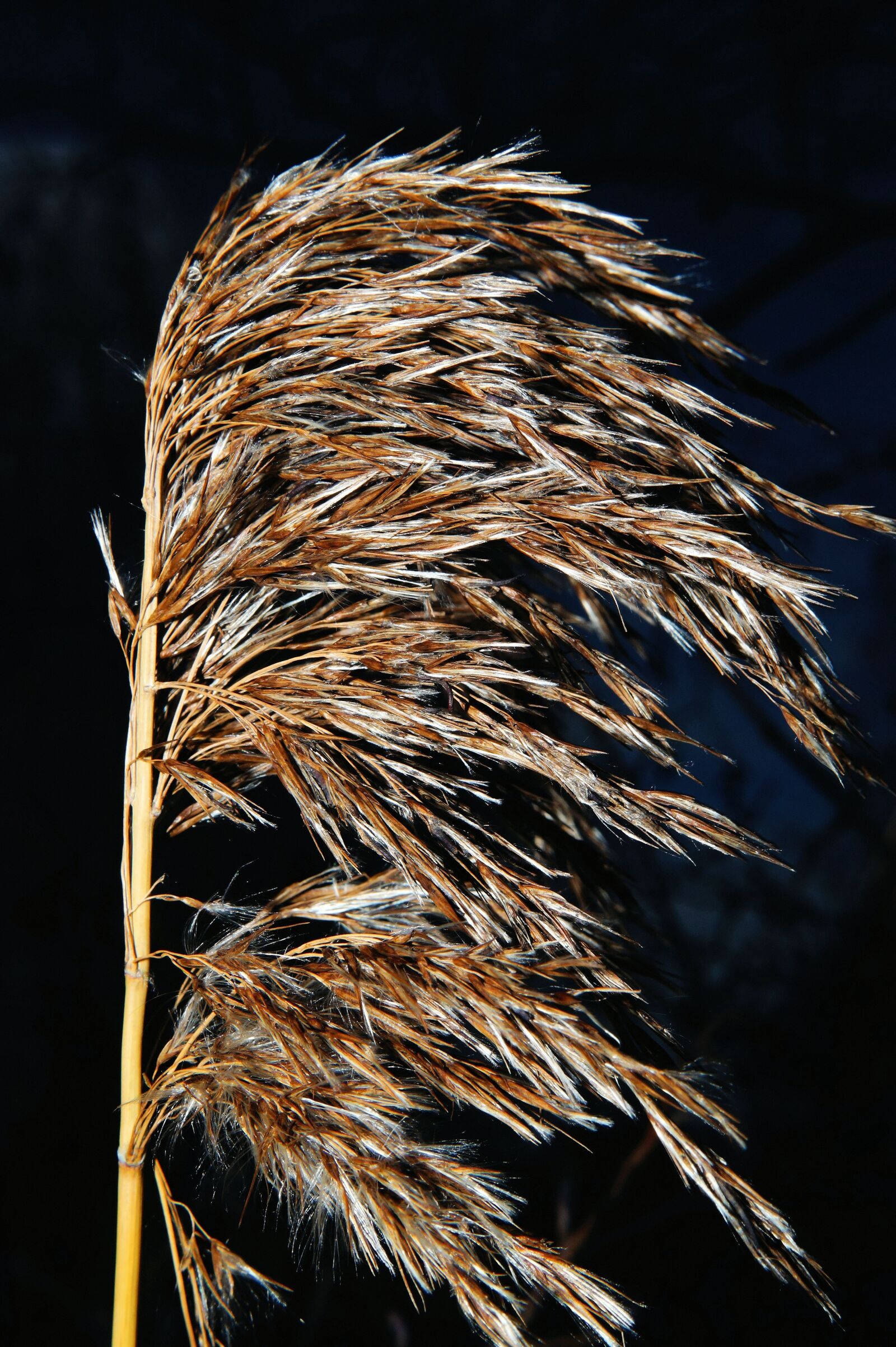 Sony SLT-A58 + Sony DT 30mm F2.8 Macro SAM sample photo. Grass, bloom, nature photography