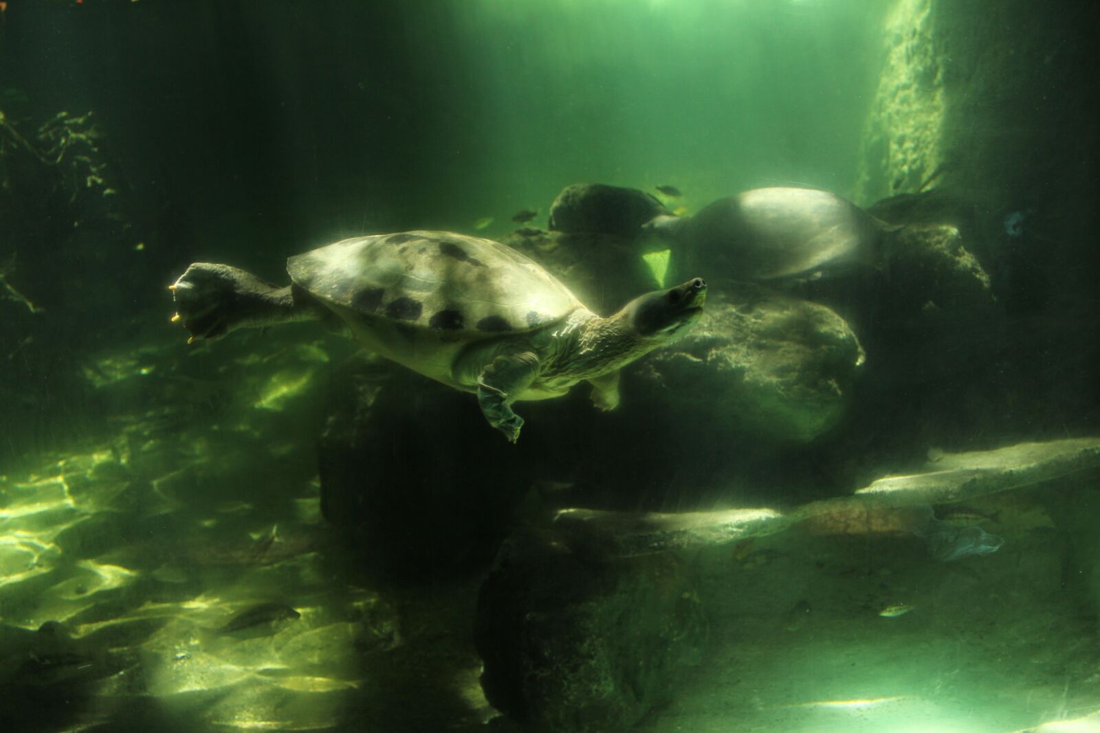 Canon EF-S 18-135mm F3.5-5.6 IS sample photo. Marine, turtles, is photography