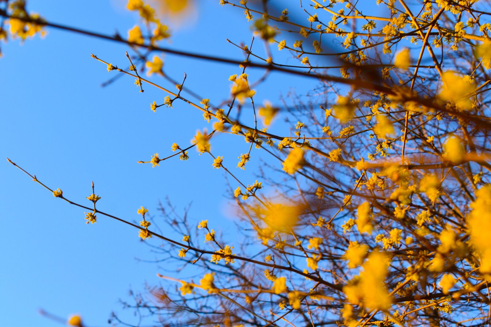 Nikon D3500 sample photo. Golden rain, flowers, yellow photography