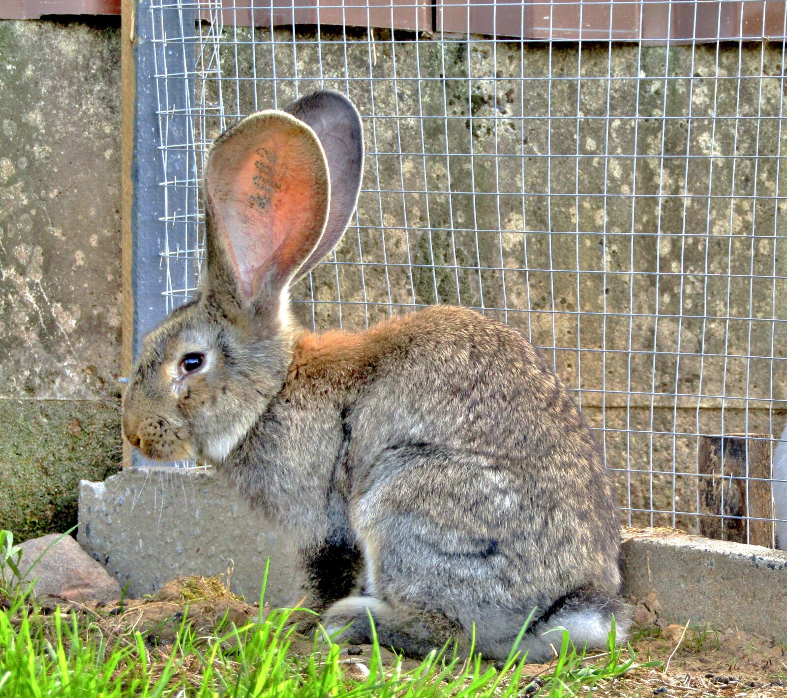 Canon POWERSHOT SX432 IS sample photo. German giant, rabbit, hare photography
