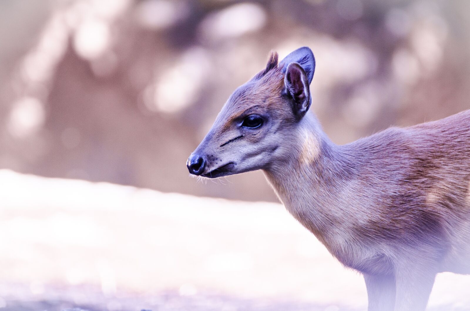 Nikon D7000 sample photo. Antelope, africa, nature photography