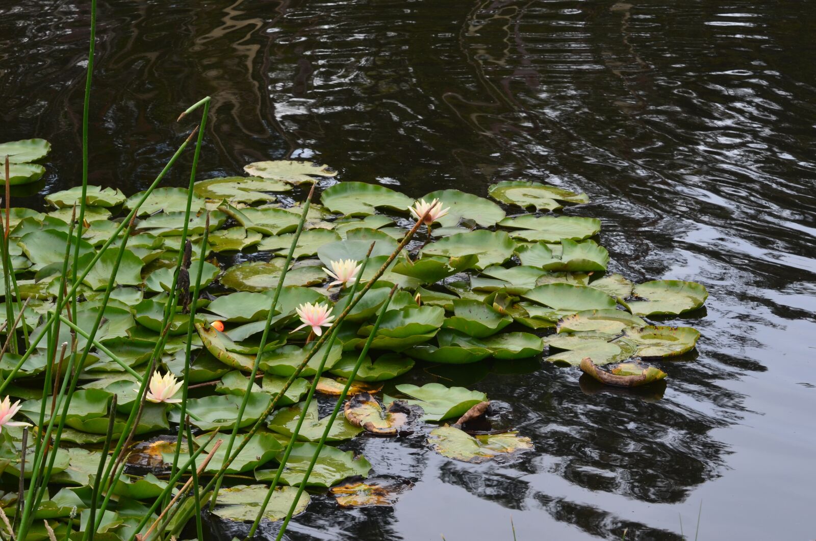 Nikon D5100 sample photo. Water lily, flowers, pond photography