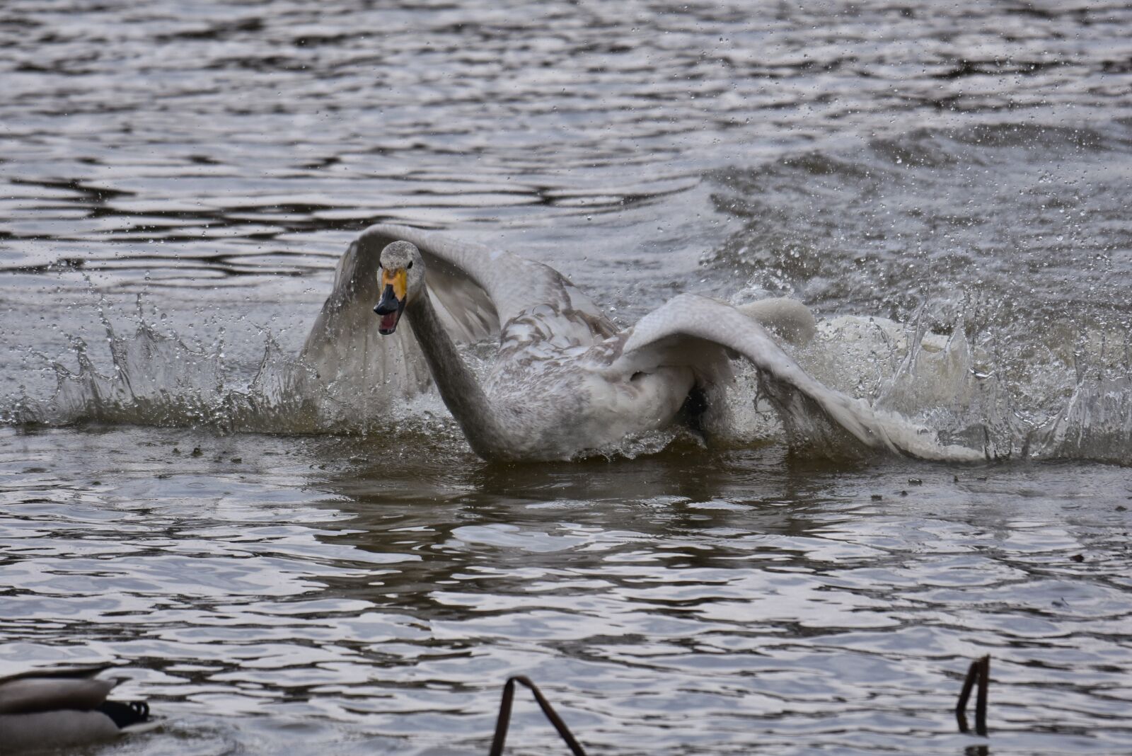 Nikon D7200 sample photo. Animal, lake, waterside photography