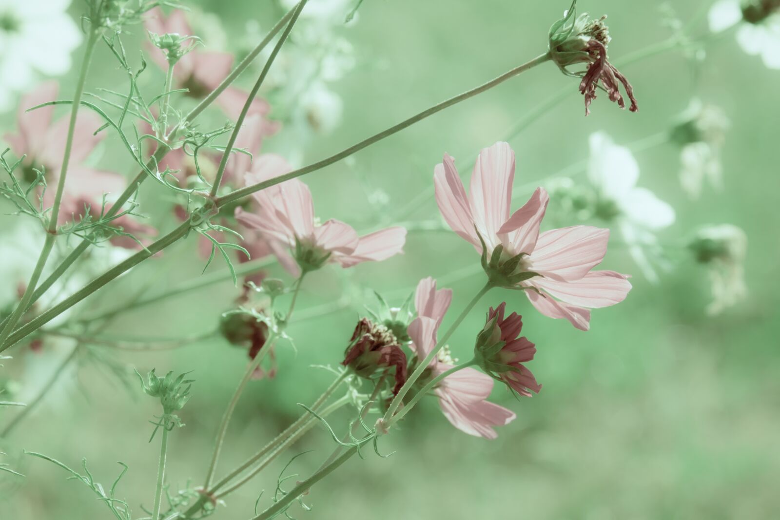 Fujifilm XF 55-200mm F3.5-4.8 R LM OIS sample photo. Cosmea, flowers, bloom photography