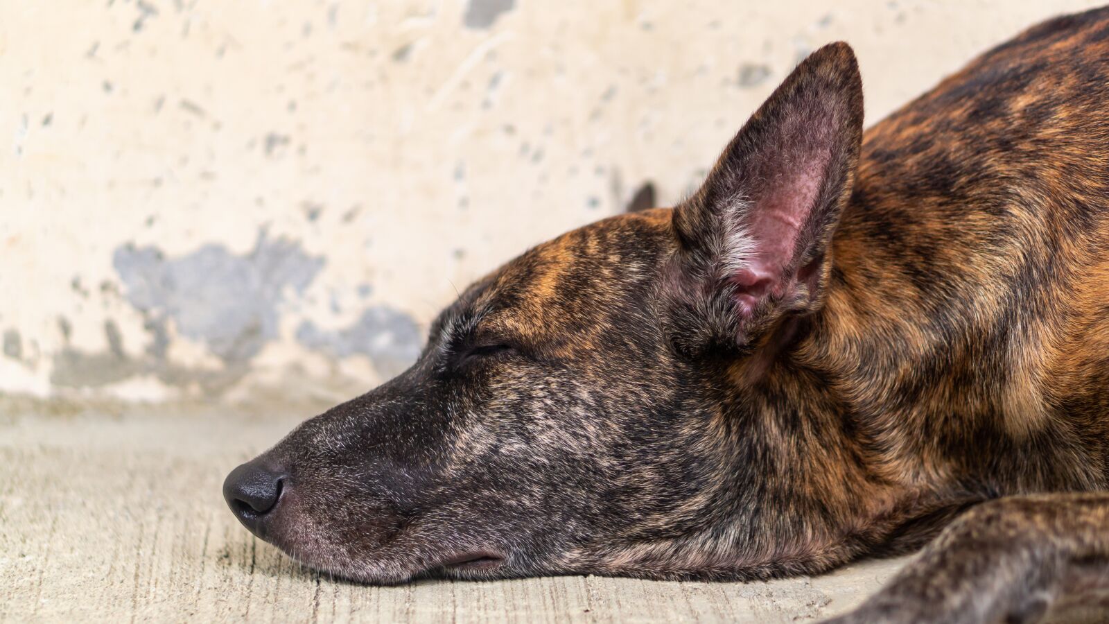 E 50mm F1.8 OSS sample photo. Animal, puppy, dog photography
