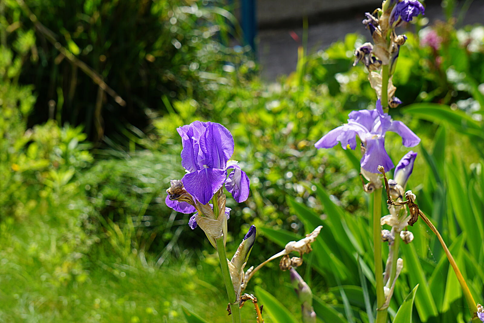 Sony a6000 sample photo. Bleu, botanique, ete, fleurs photography