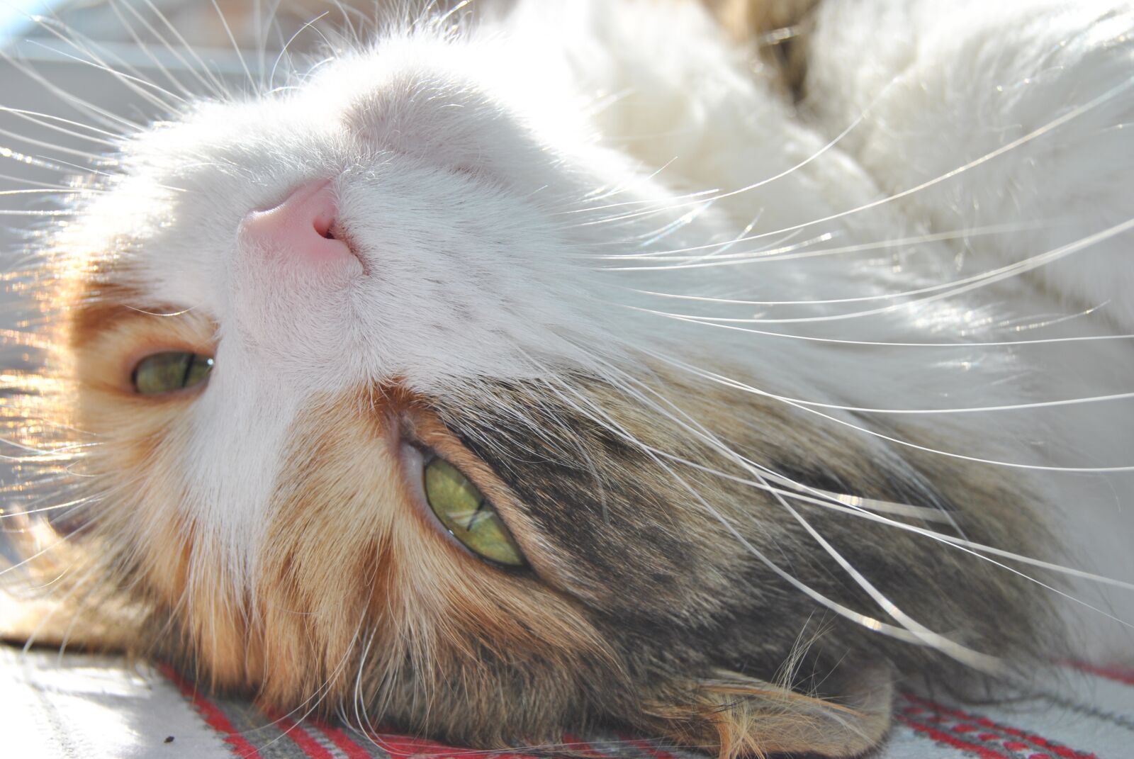Nikon D3000 sample photo. Cat, dream summer, the photography
