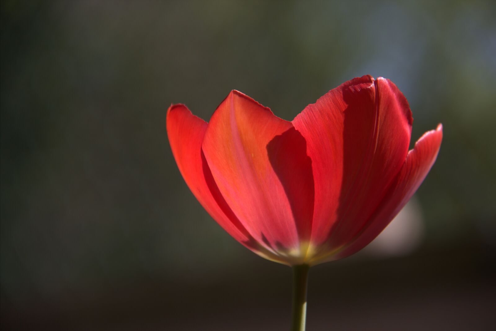 Canon EOS 600D (Rebel EOS T3i / EOS Kiss X5) + Canon EF-S 18-200mm F3.5-5.6 IS sample photo. Flower, tulip, red photography