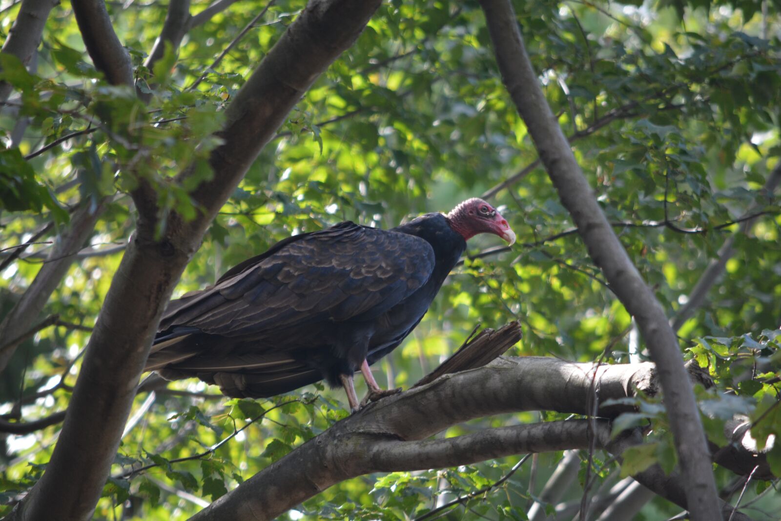Nikon D5200 sample photo. Scavenger, vulture, wildlife photography
