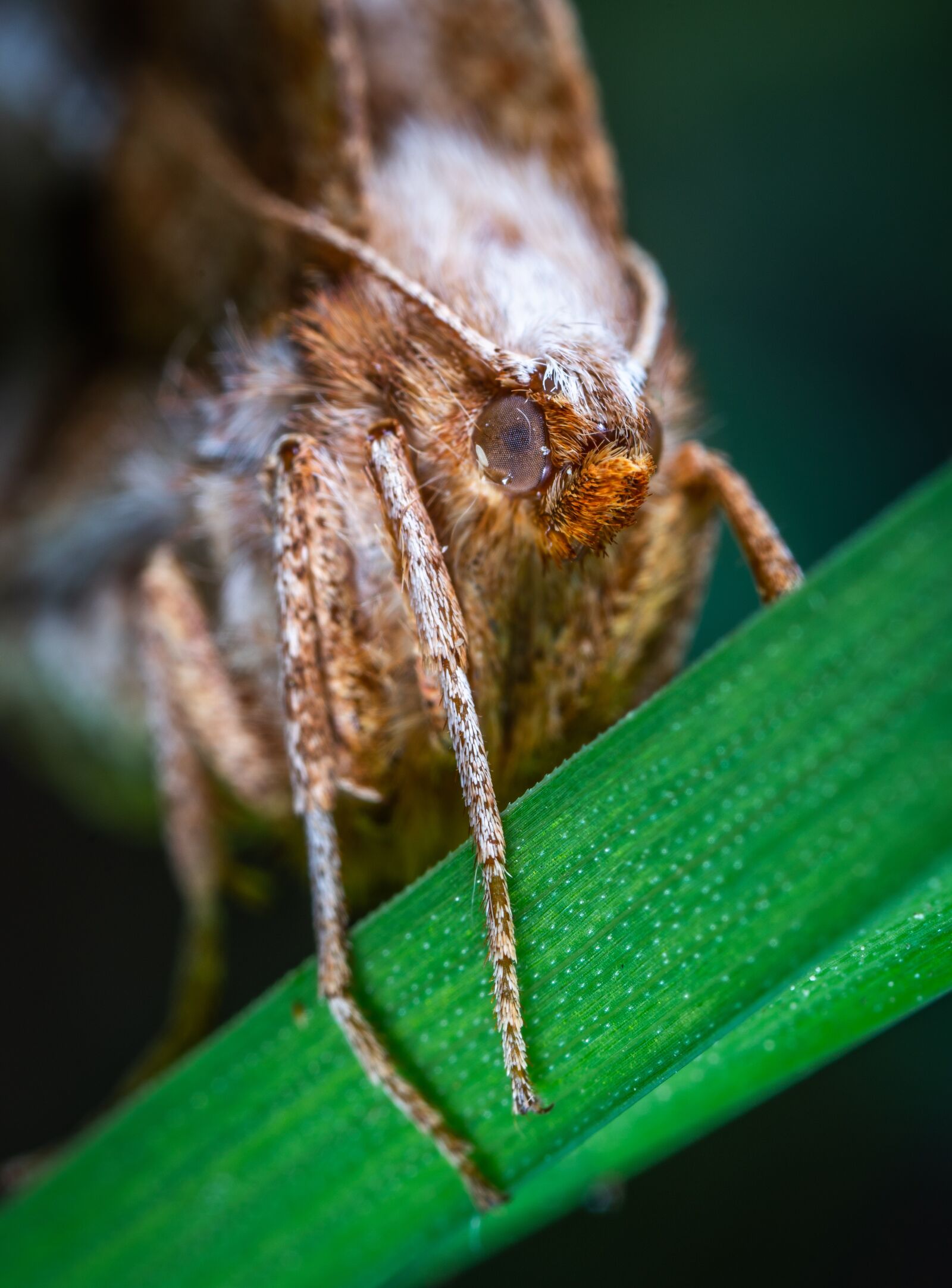 Sony a7R II sample photo. Moth, insect, lepidoptera photography