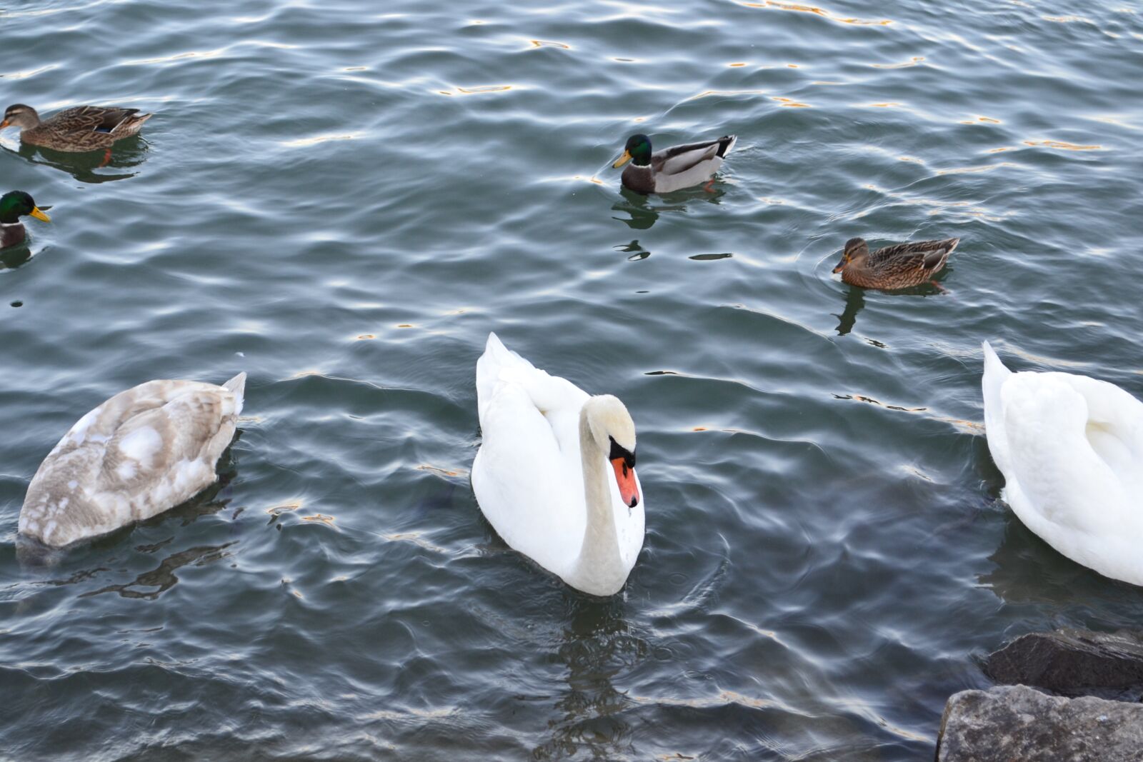Nikon D3100 sample photo. Swan, water, bird photography