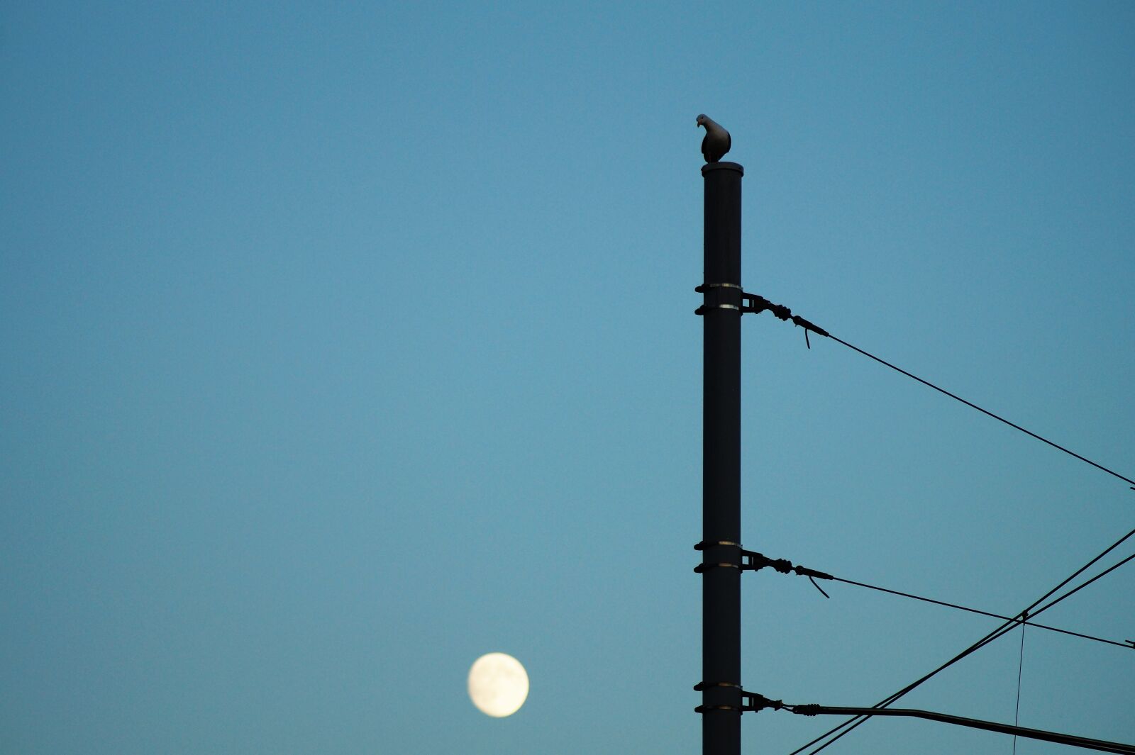 Sony SLT-A58 sample photo. Bird, blue, sky, construction photography