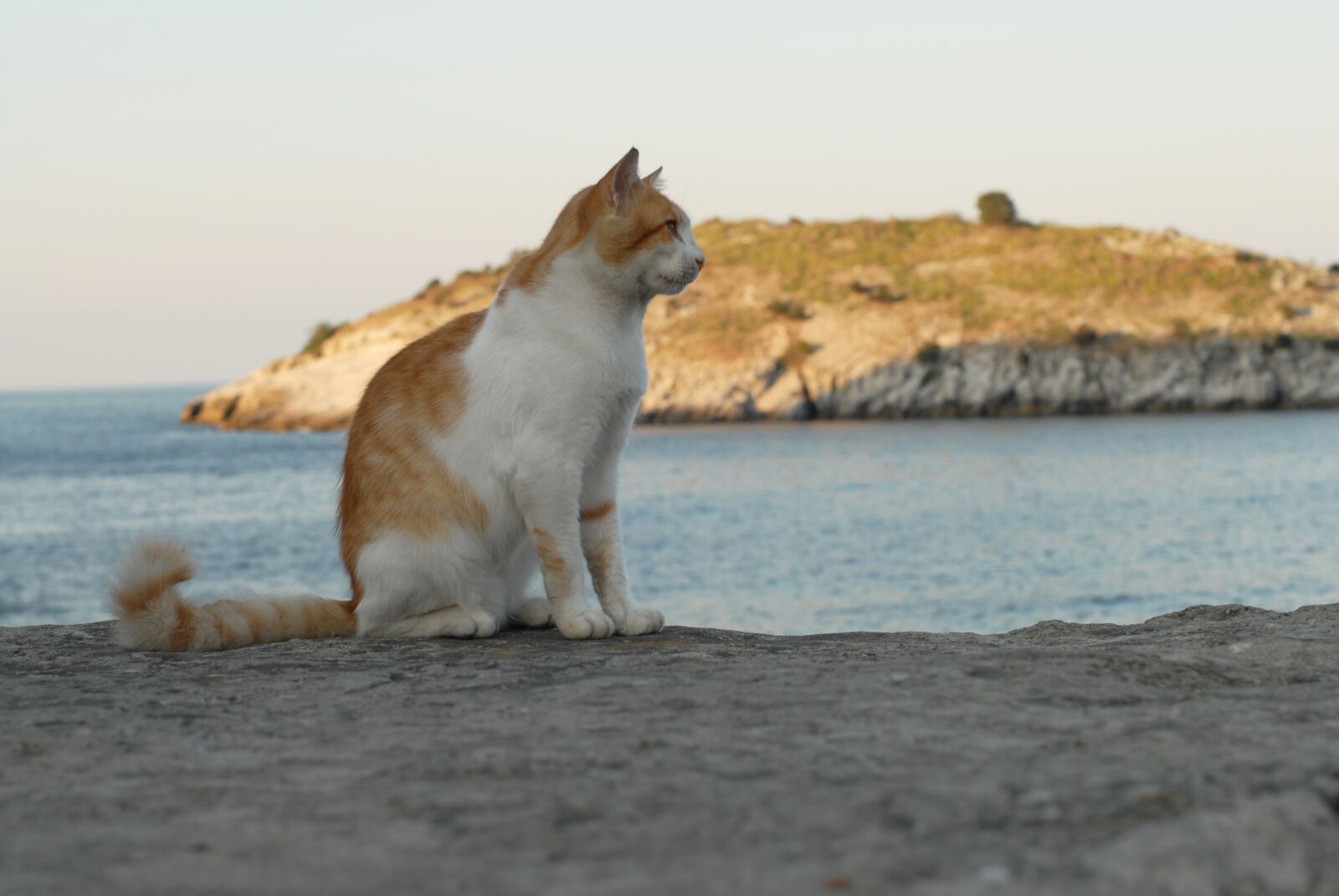 Nikon D200 sample photo. Cat, animal, cat eye photography
