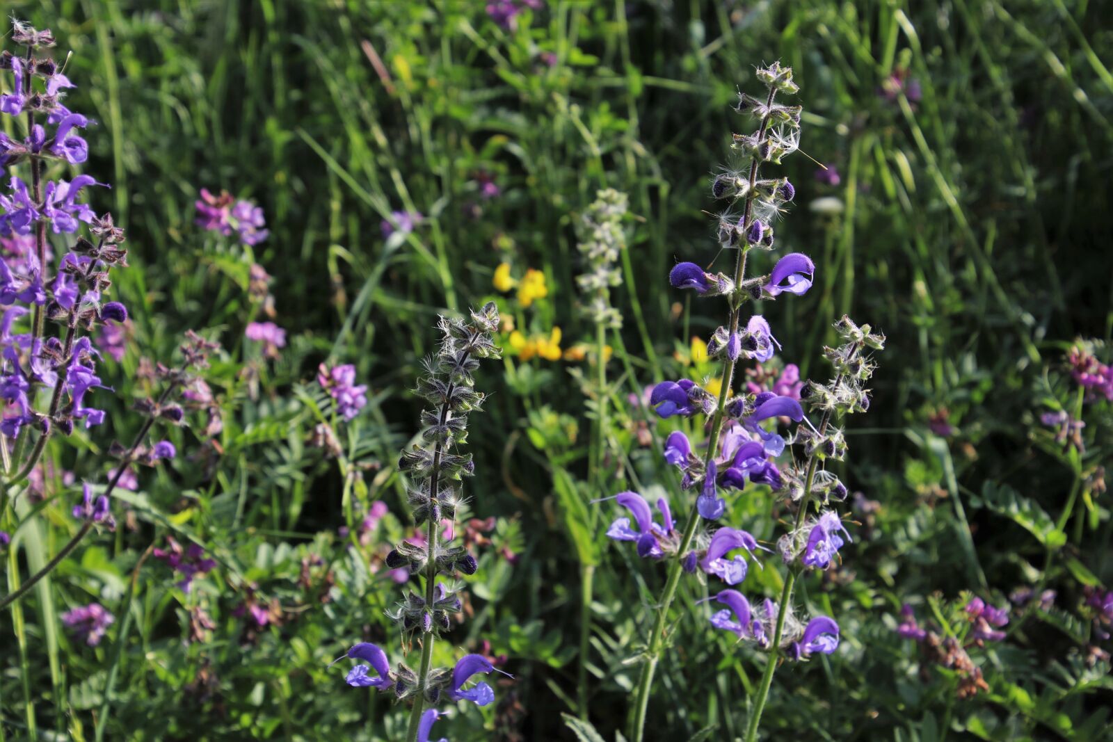 Canon EOS 80D sample photo. Flowers, meadows, nature photography