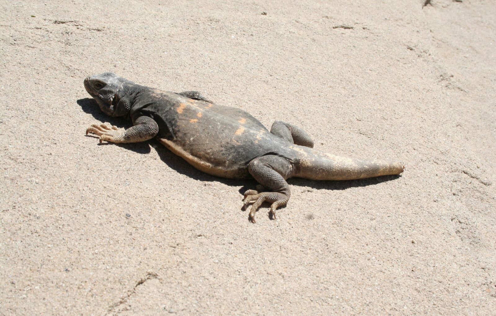 Canon EOS 350D (EOS Digital Rebel XT / EOS Kiss Digital N) sample photo. Chuckwalla, lizard, chuckwalla lizard photography