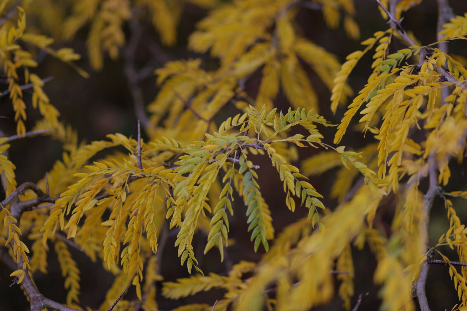 Canon EF 85mm F1.8 USM sample photo. Acacia, leaves, yellow photography