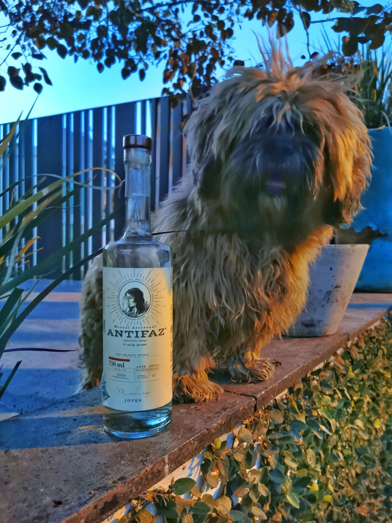 HUAWEI P30 Pro sample photo. Mezcal antifaz, pet friendly photography