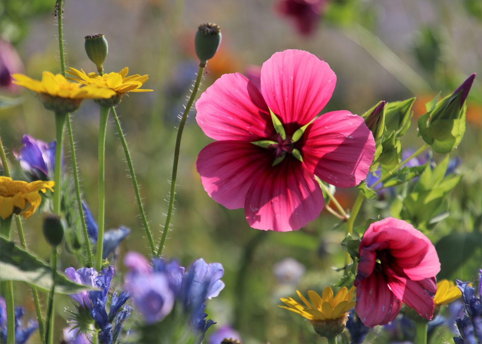 Canon EOS 80D sample photo. The petals, morning, wild photography