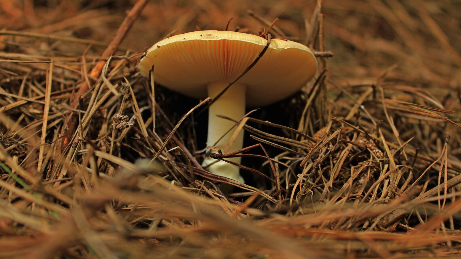 Canon EOS 1200D (EOS Rebel T5 / EOS Kiss X70 / EOS Hi) sample photo. Mushroom, toadstool, straw, cooking photography