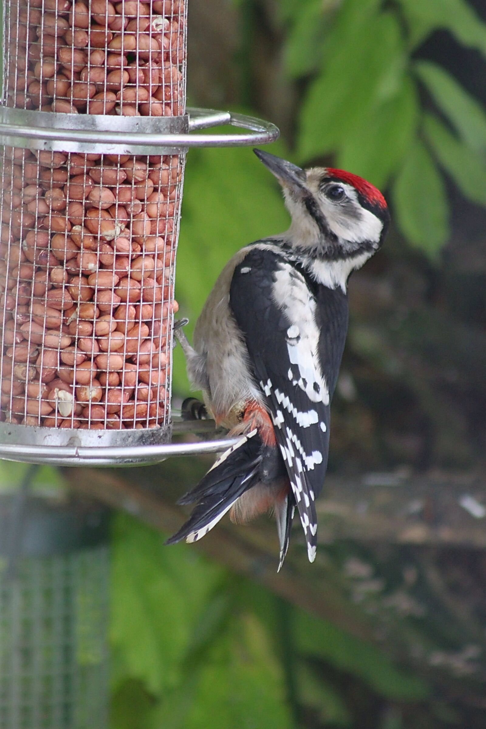 Canon EOS 500D (EOS Rebel T1i / EOS Kiss X3) sample photo. Woodpecker, bird, wild bird photography