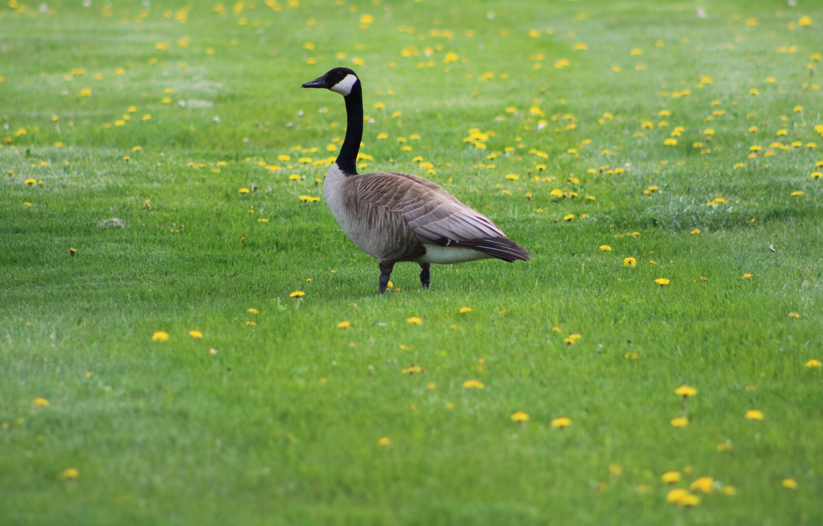 Canon EF75-300mm f/4-5.6 sample photo. Geese, canada geese, canada photography