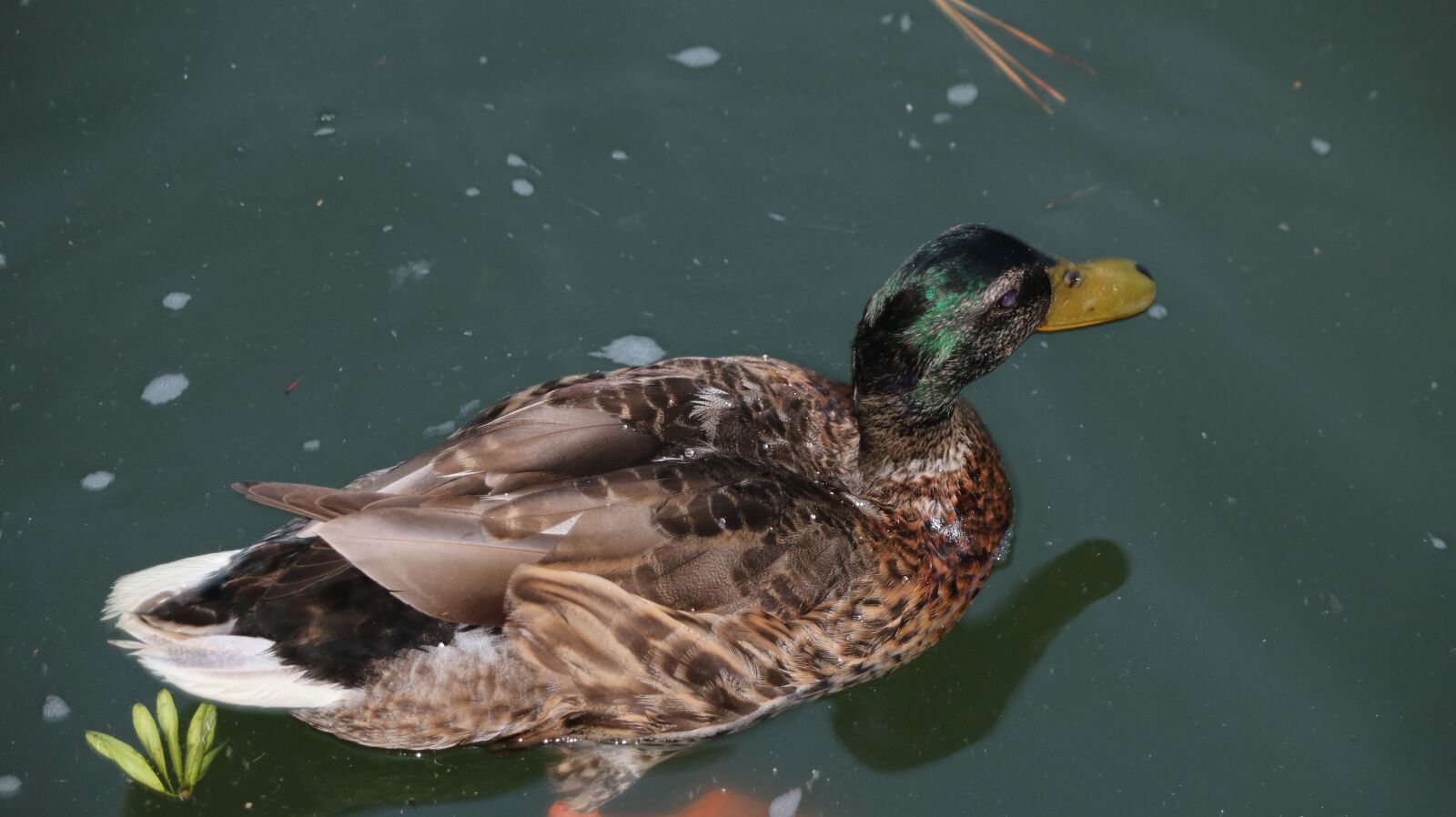 Canon EOS 750D (EOS Rebel T6i / EOS Kiss X8i) sample photo. Duck, lake photography