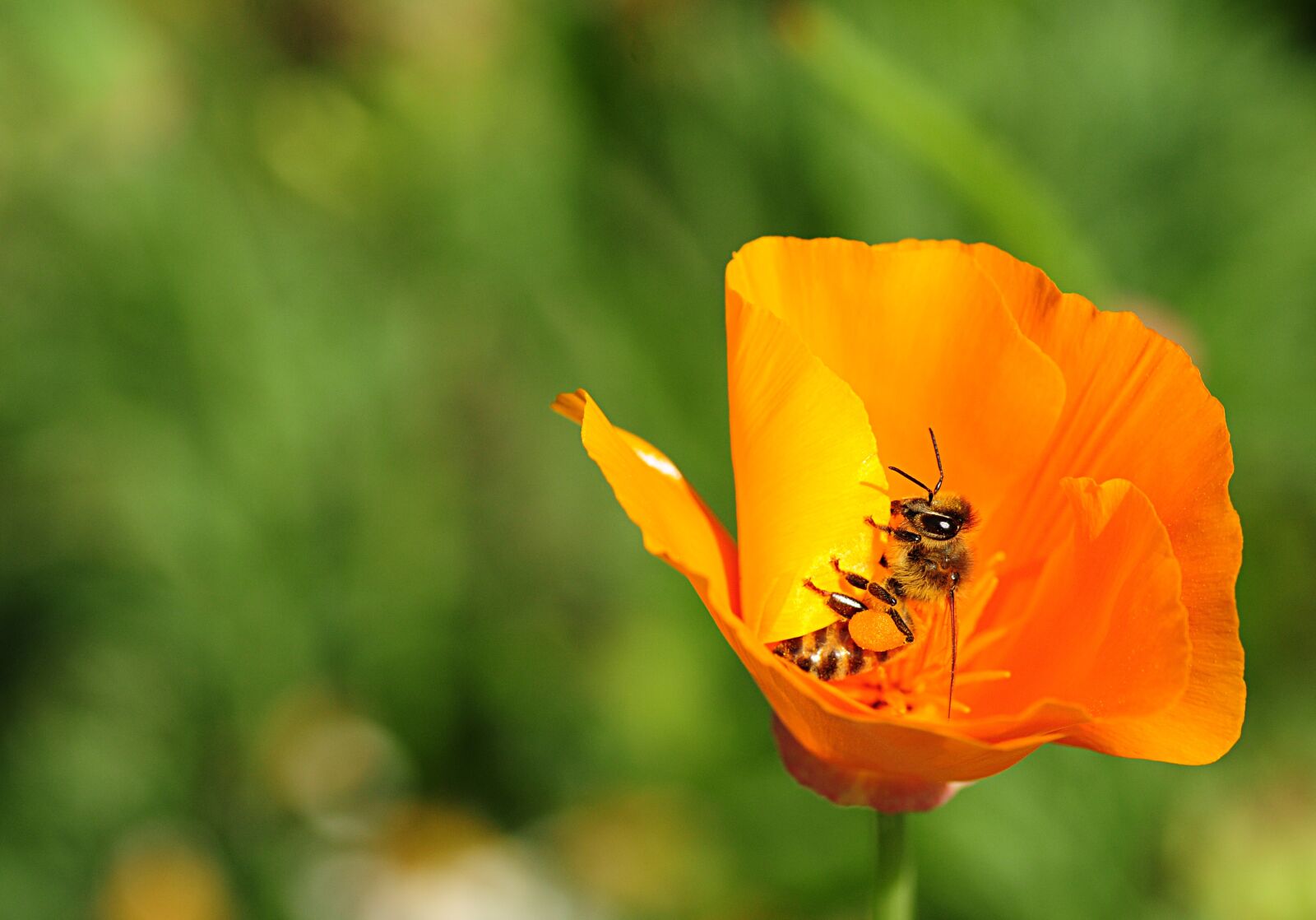 Nikon D300S sample photo. Bee, insect, close up photography
