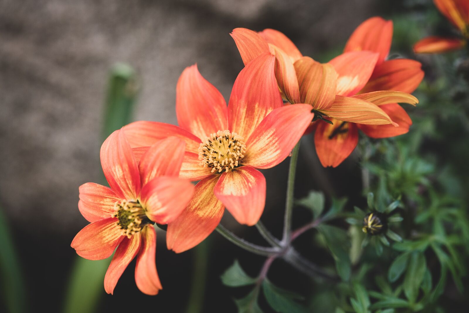 Nikon D750 sample photo. Flowers, orange, garden photography