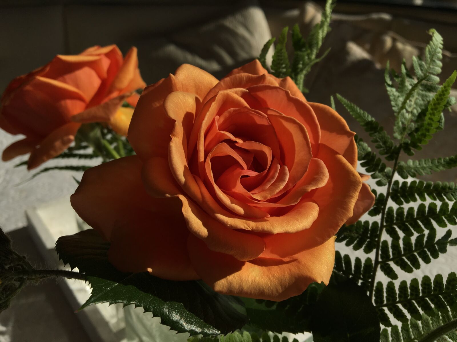 Apple iPhone 6s sample photo. Flower, rose bloom, light photography