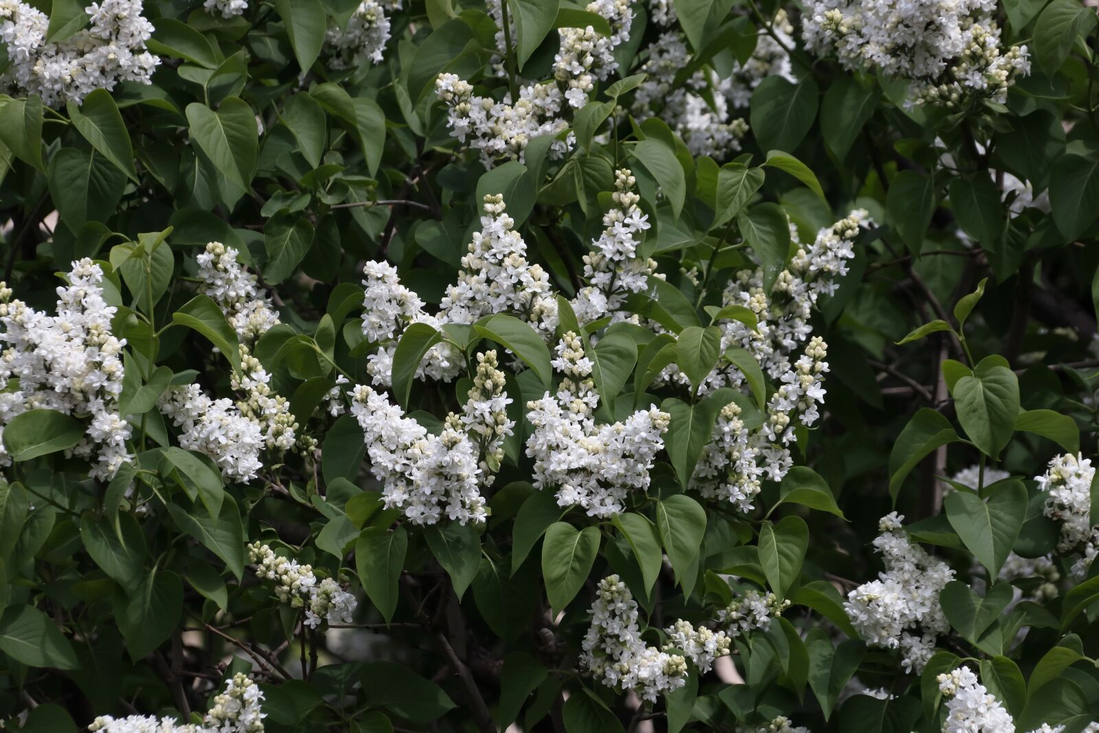 Canon EOS 77D (EOS 9000D / EOS 770D) sample photo. Lilac, flowers, spring photography