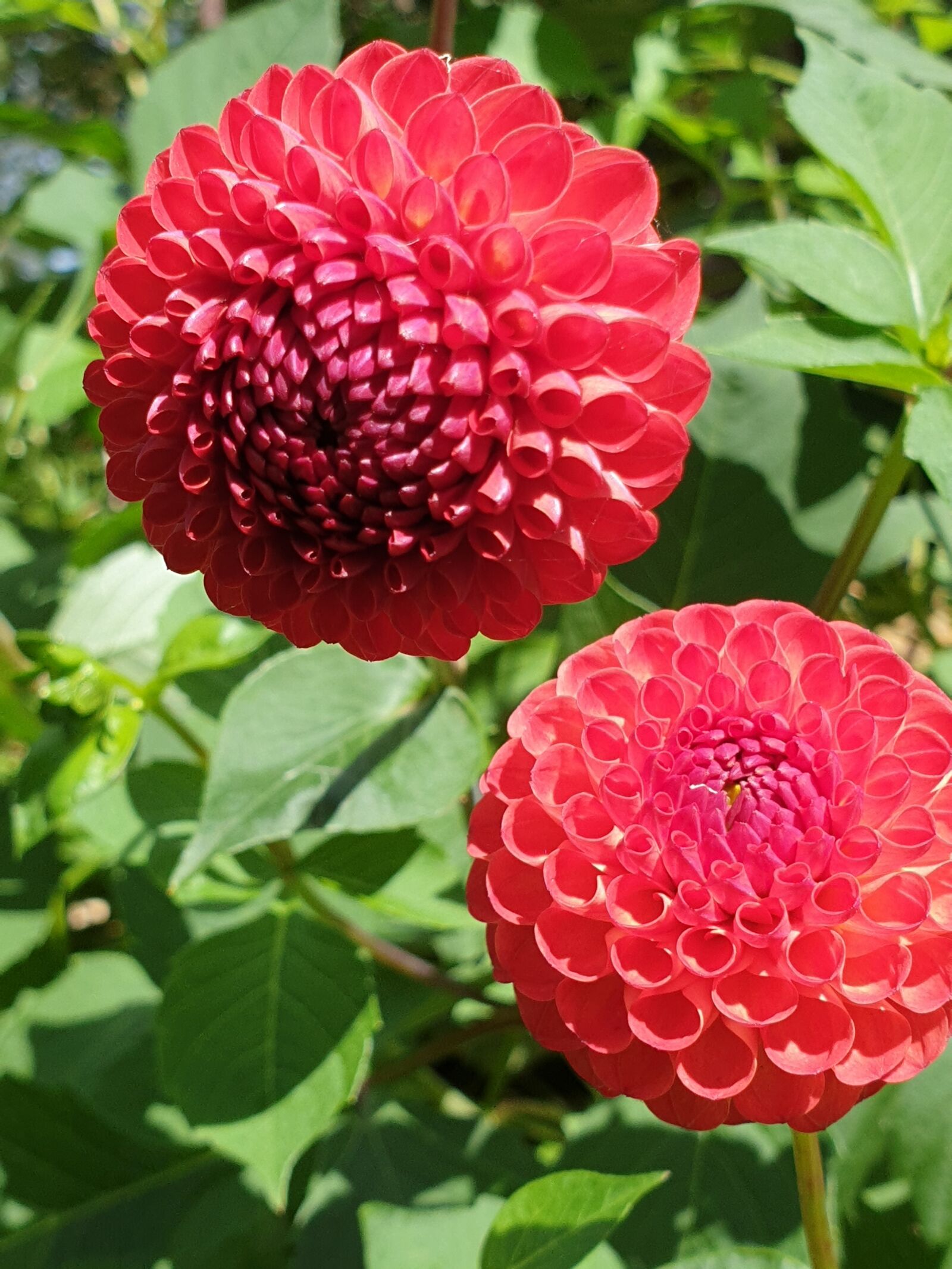 Samsung Galaxy Note9 sample photo. Dahlia, red dahlia, flower photography