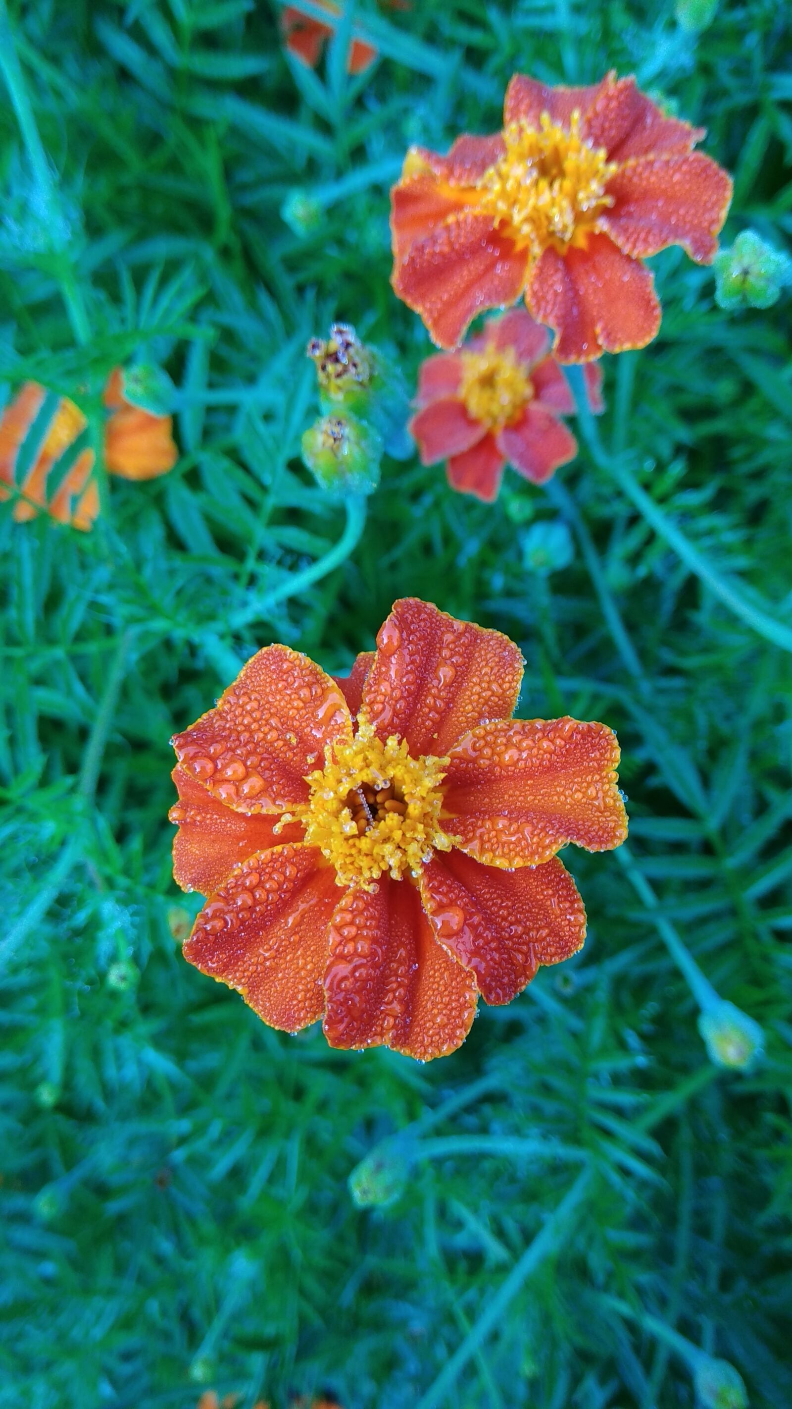Xiaomi Redmi Note 4 sample photo. Green, orange, flowers photography