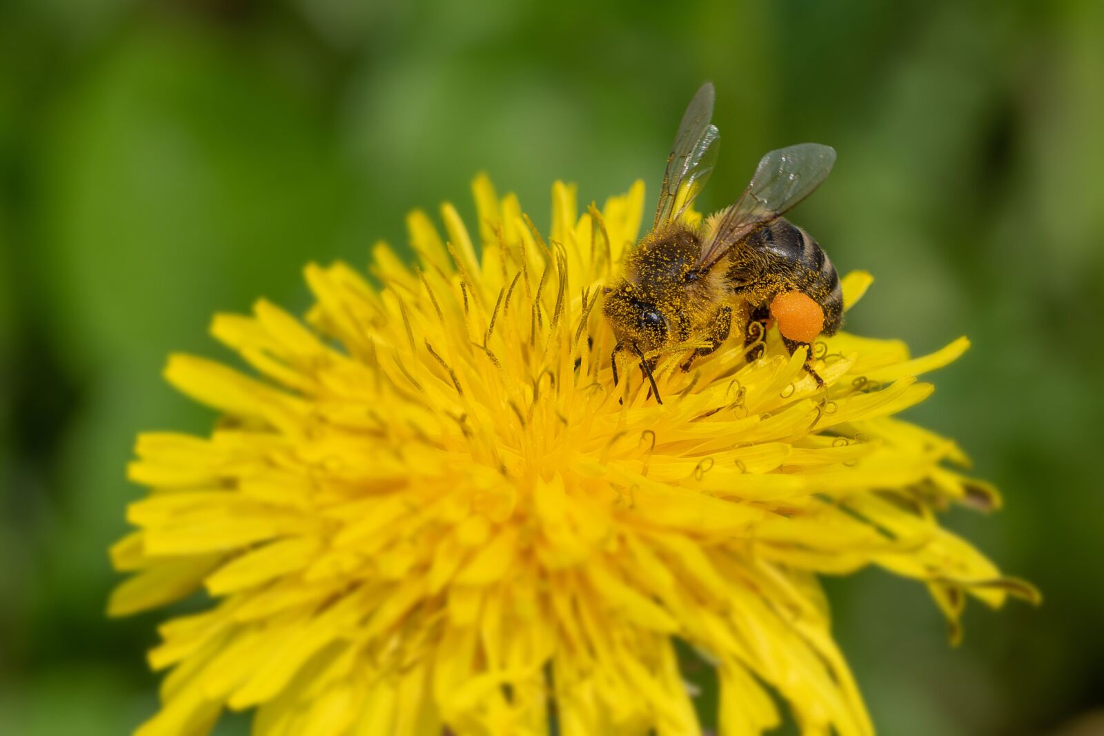 Tamron SP 90mm F2.8 Di VC USD 1:1 Macro sample photo. Bee, pollen, nectar photography