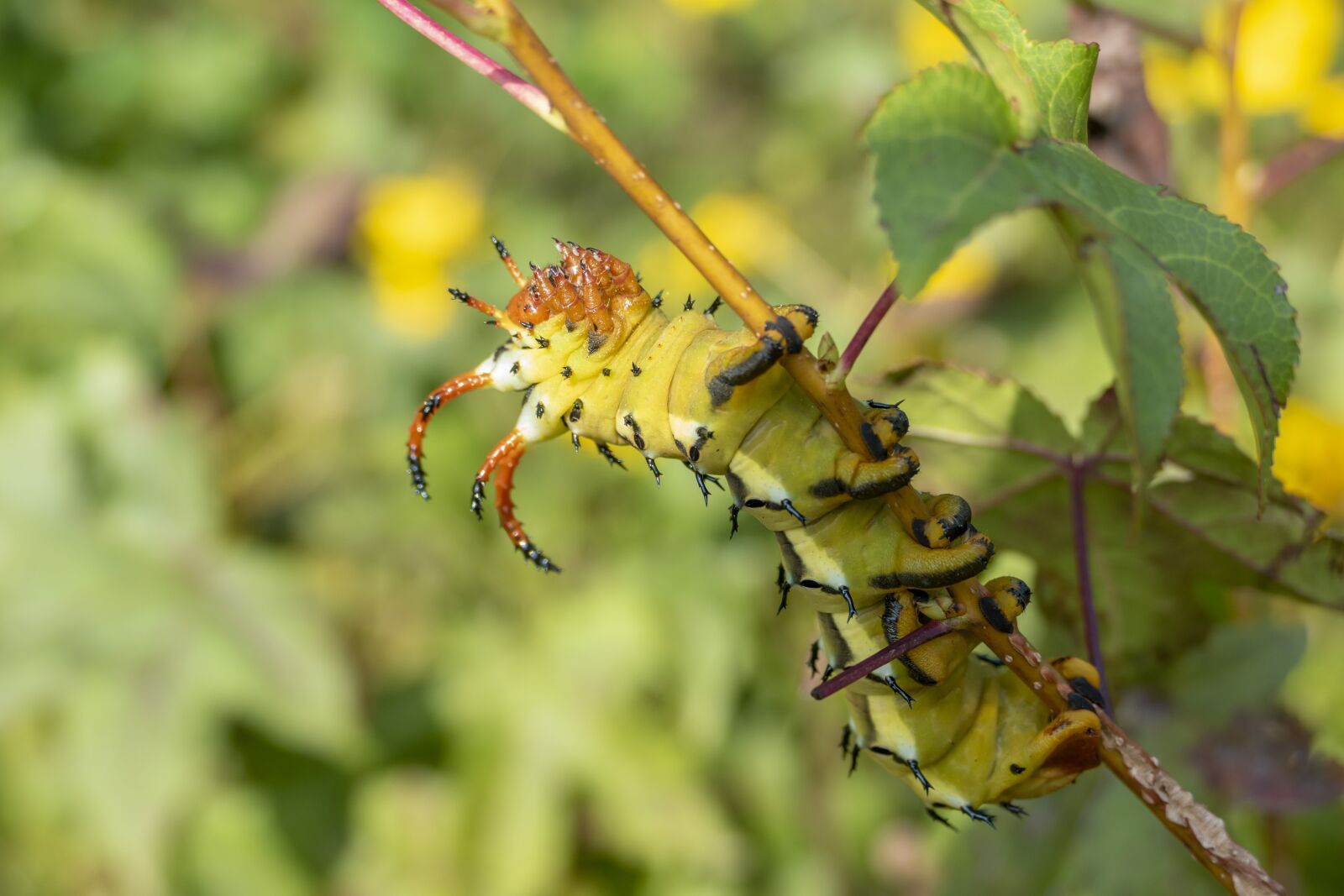 Panasonic Lumix DMC-FZ1000 sample photo. Caterpillar, insect, bug photography