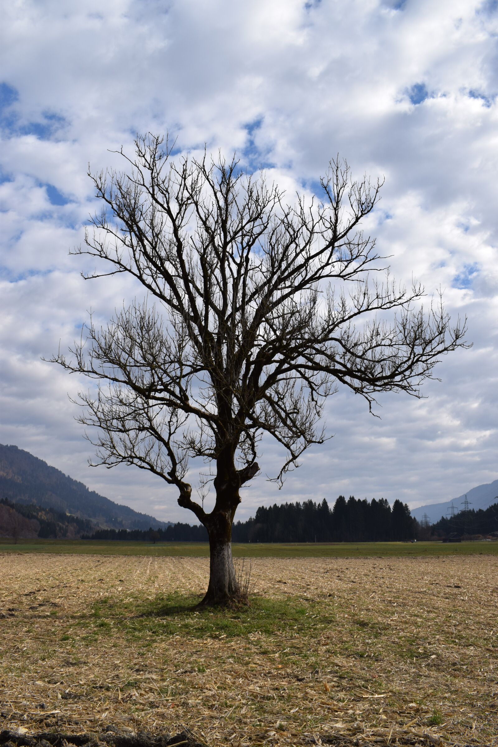 Nikon D3300 sample photo. Tree, arable, arable tree photography