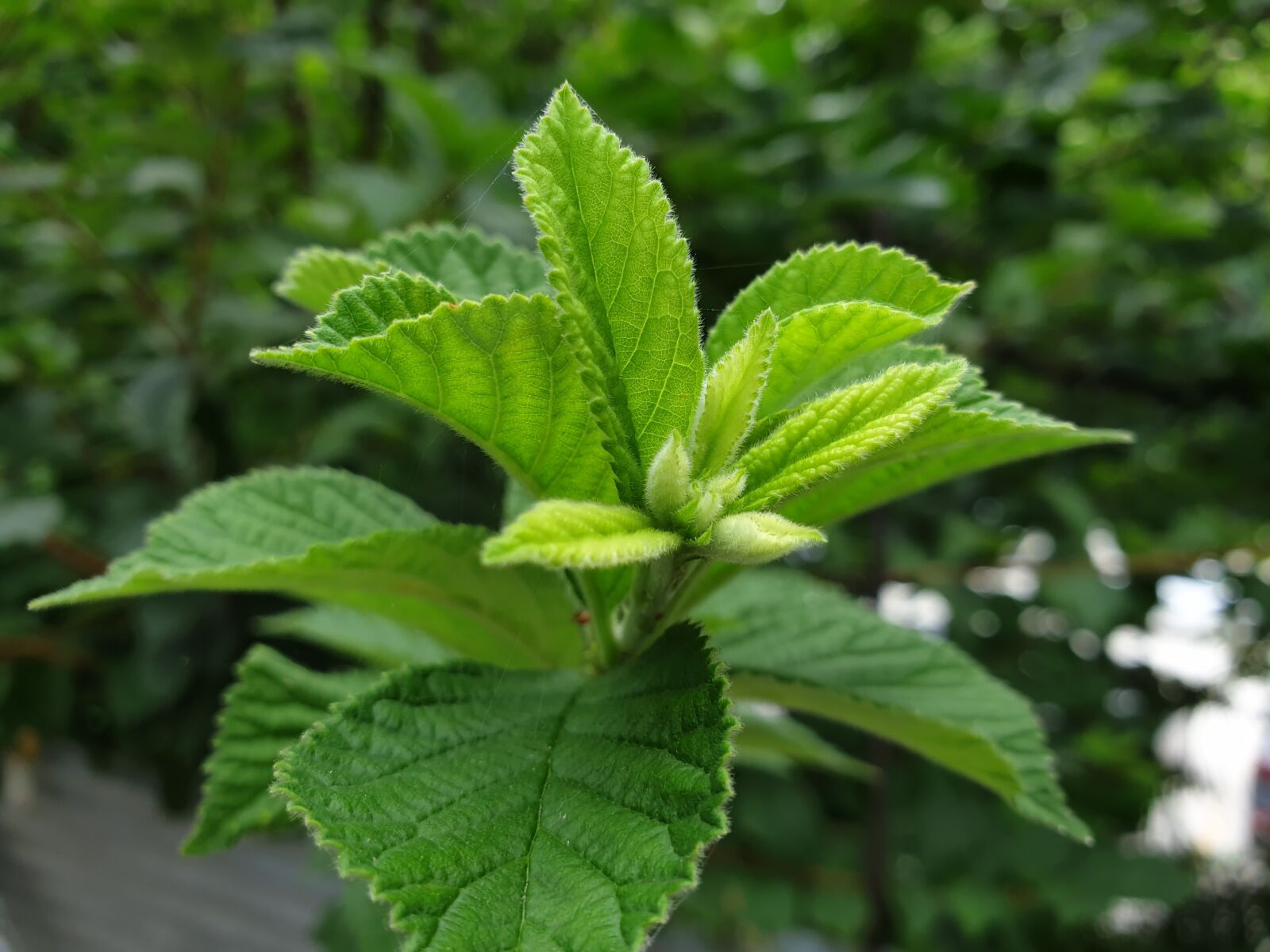 Samsung Galaxy Note9 sample photo. Plants, nature, garden photography