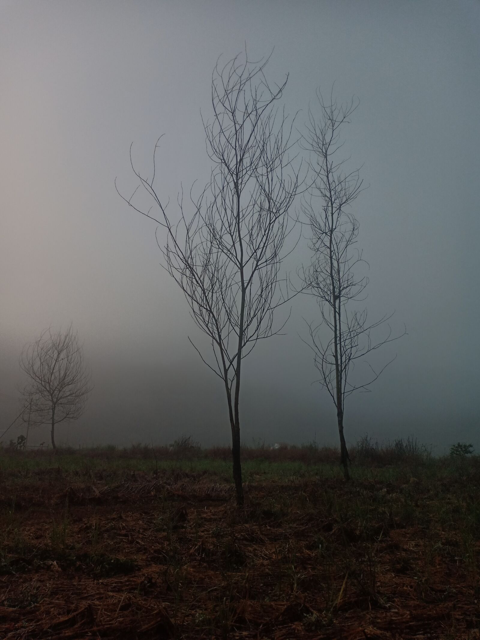 OPPO F7 sample photo. Tree, fog, dead tree photography