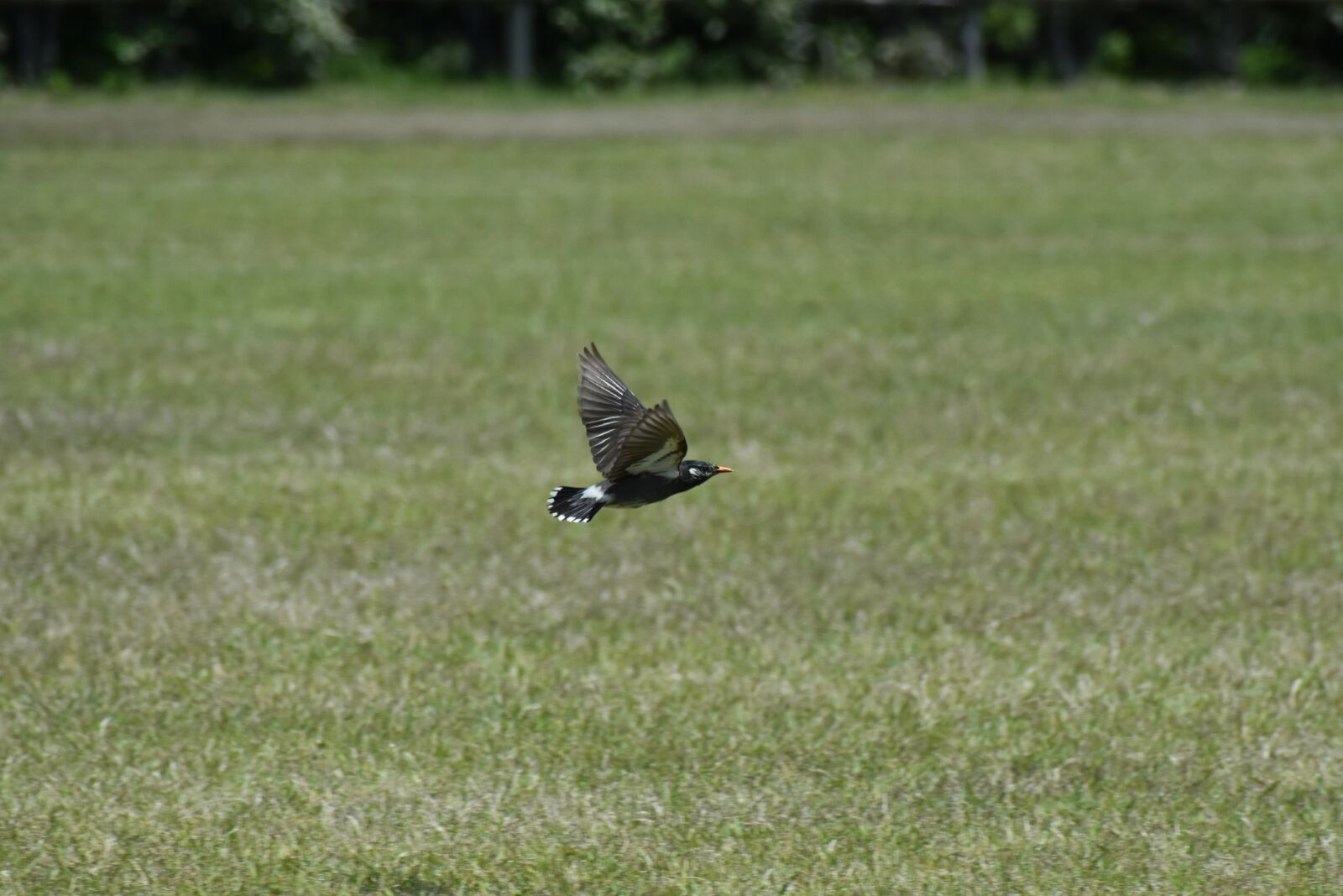 Nikon D7200 sample photo. Animal, park, lawn photography