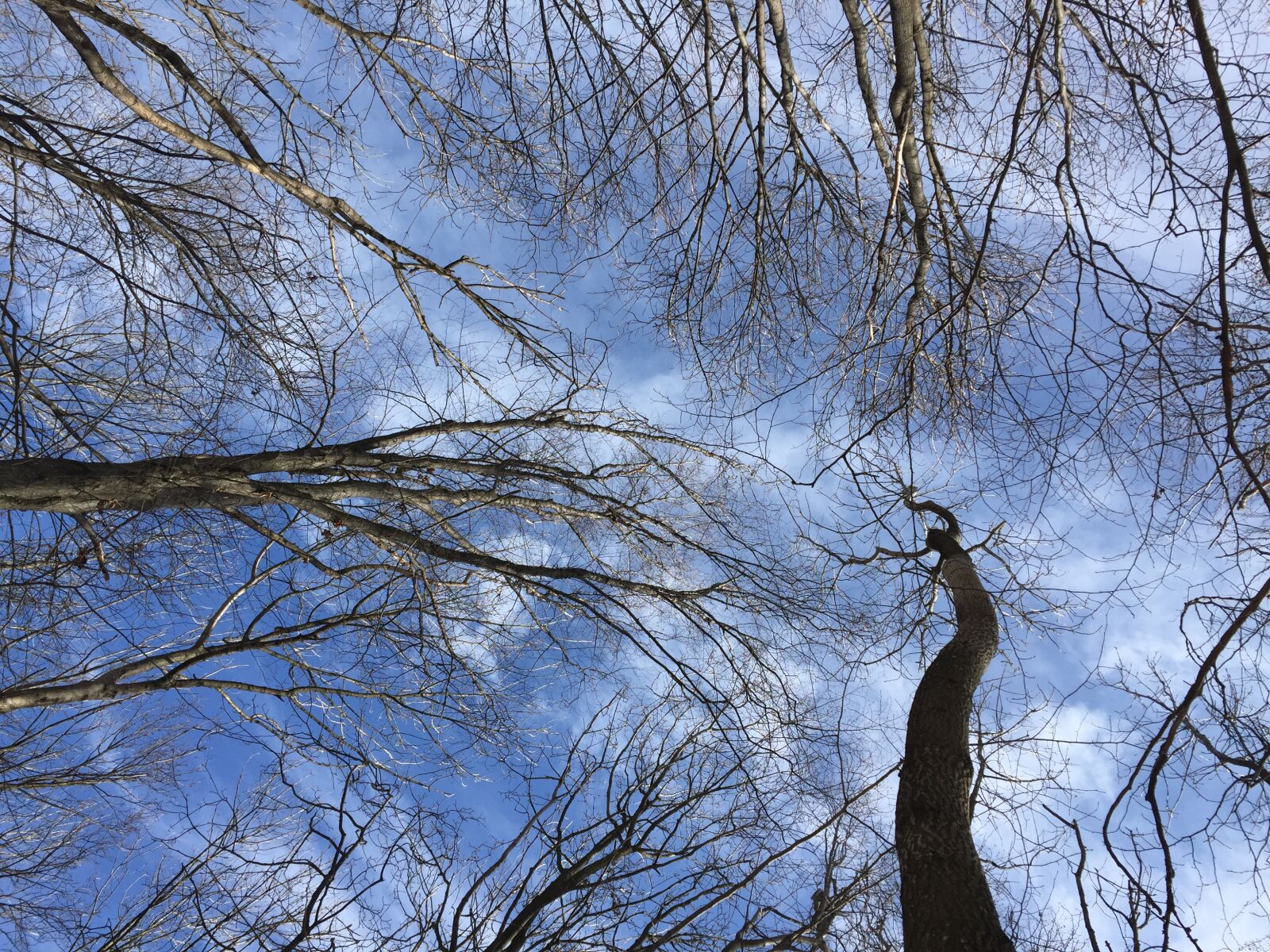 iPhone 6 back camera 4.15mm f/2.2 sample photo. Sky, blue, nature photography