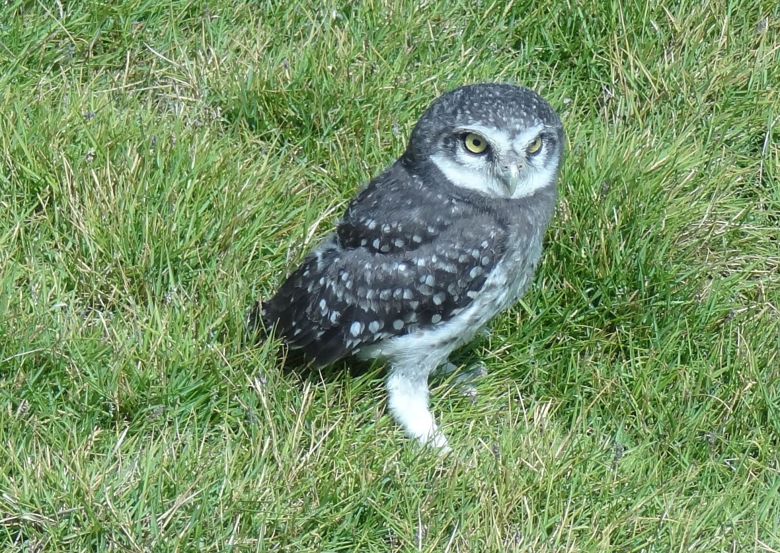 Sony Cyber-shot DSC-HX9V sample photo. Bird, owl, spotted owlet photography