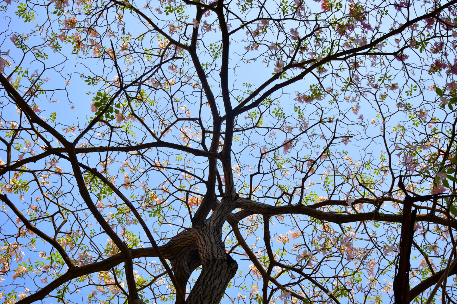 Nikon D5300 sample photo. Wood, sky, flowers, blue photography