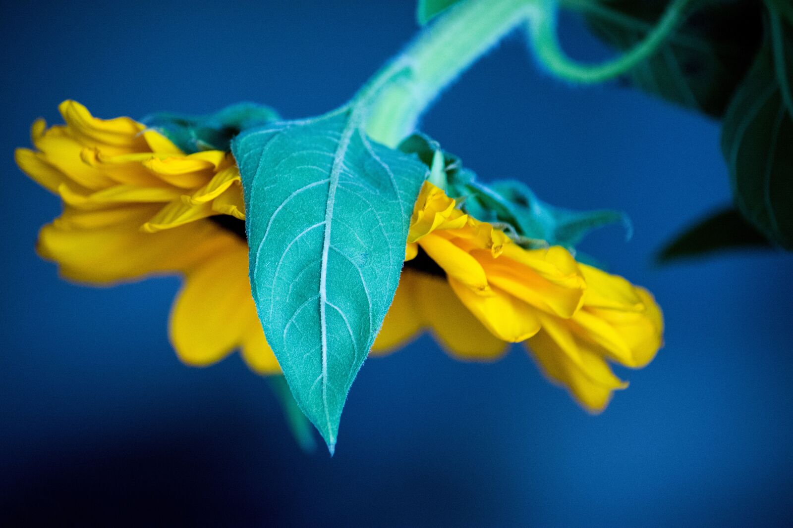 Nikon D5200 sample photo. Sunflower, flower, nature photography