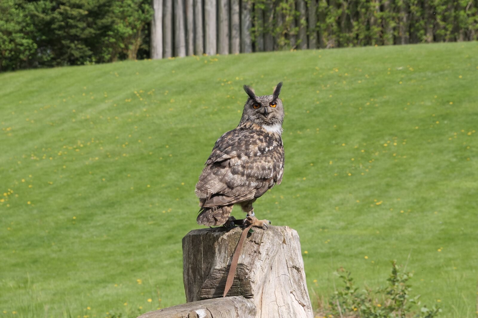 Panasonic Lumix DC-G9 sample photo. Animal world, eagle owl photography