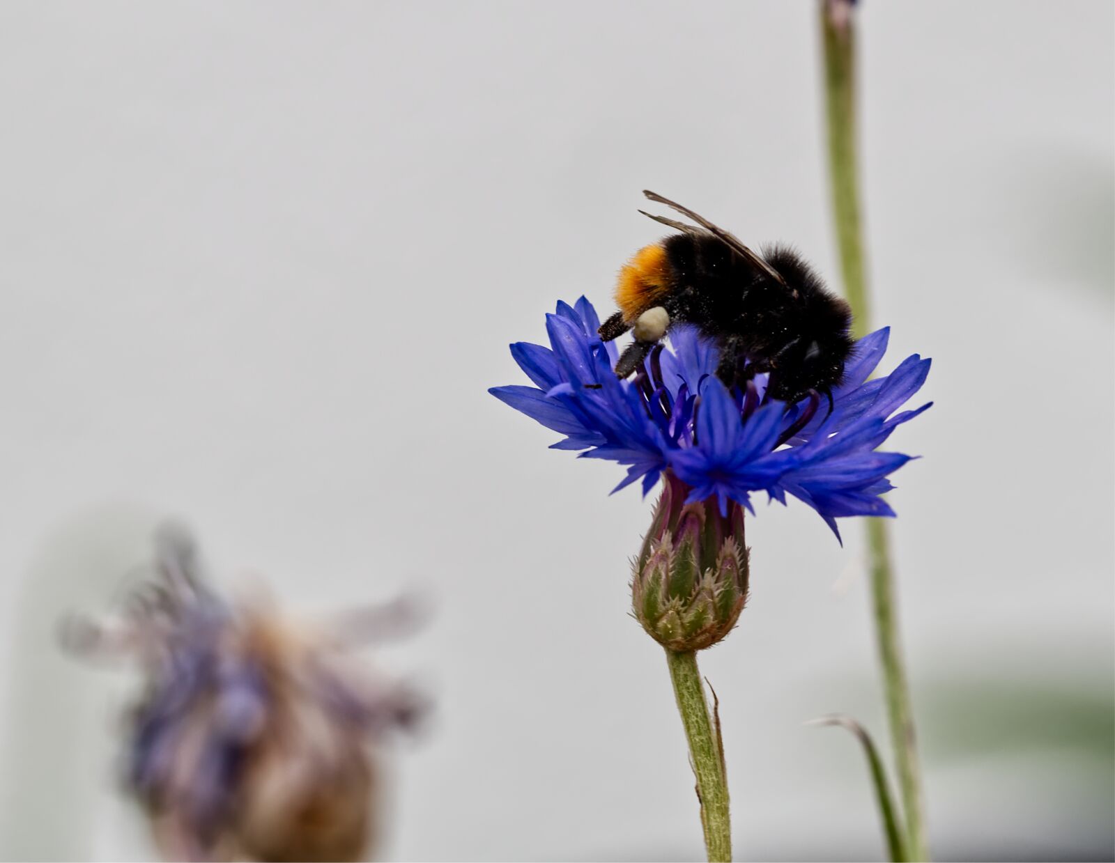 Nikon D5500 sample photo. Flower, blossom, bloom photography