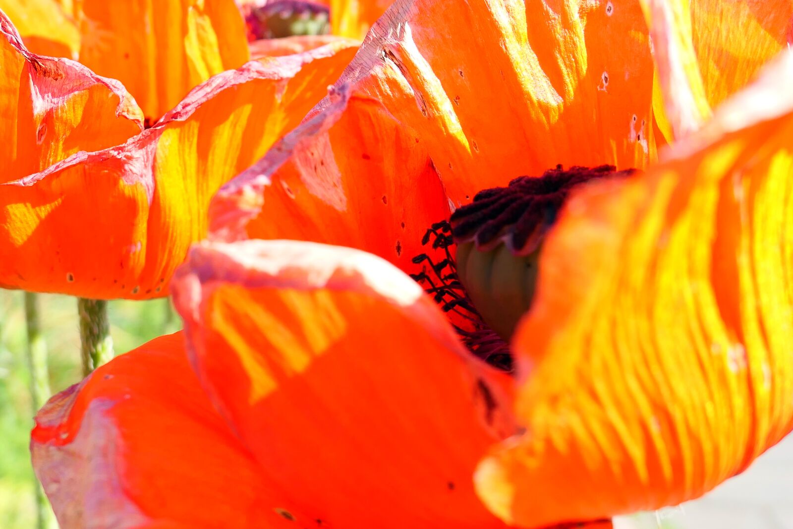 Panasonic Lumix DMC-LX10 (Lumix DMC-LX15) sample photo. Poppy, stamp, pistil photography