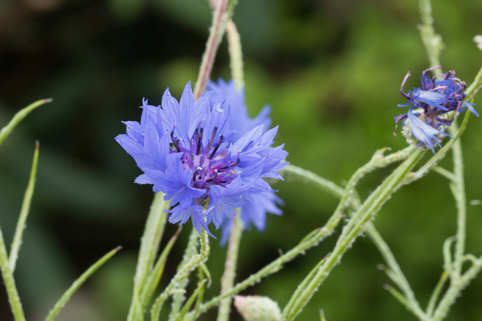 Canon EOS 760D (EOS Rebel T6s / EOS 8000D) + Canon EF 100mm F2.8L Macro IS USM sample photo. Flower, flora, blue photography