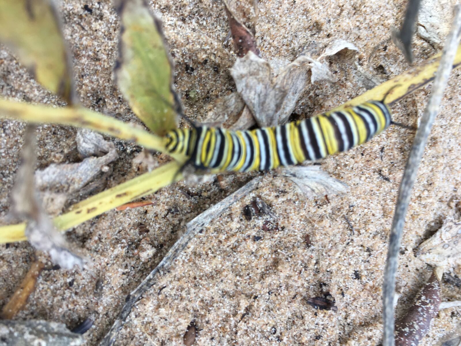 iPhone SE back camera 4.15mm f/2.2 sample photo. Caterpillar, stripes, nature photography